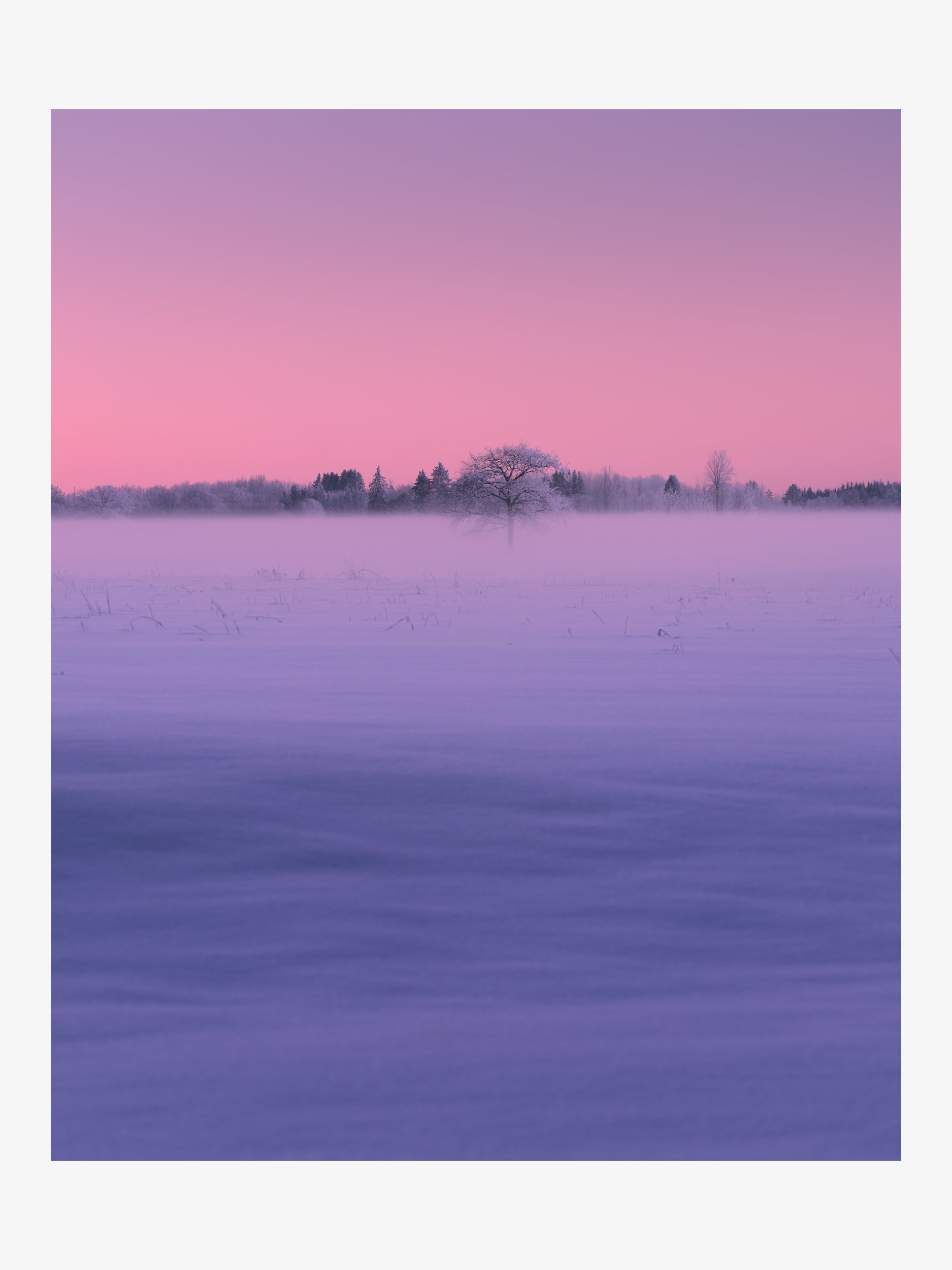 Winter Field in Fog at Sunset with Pink Sky