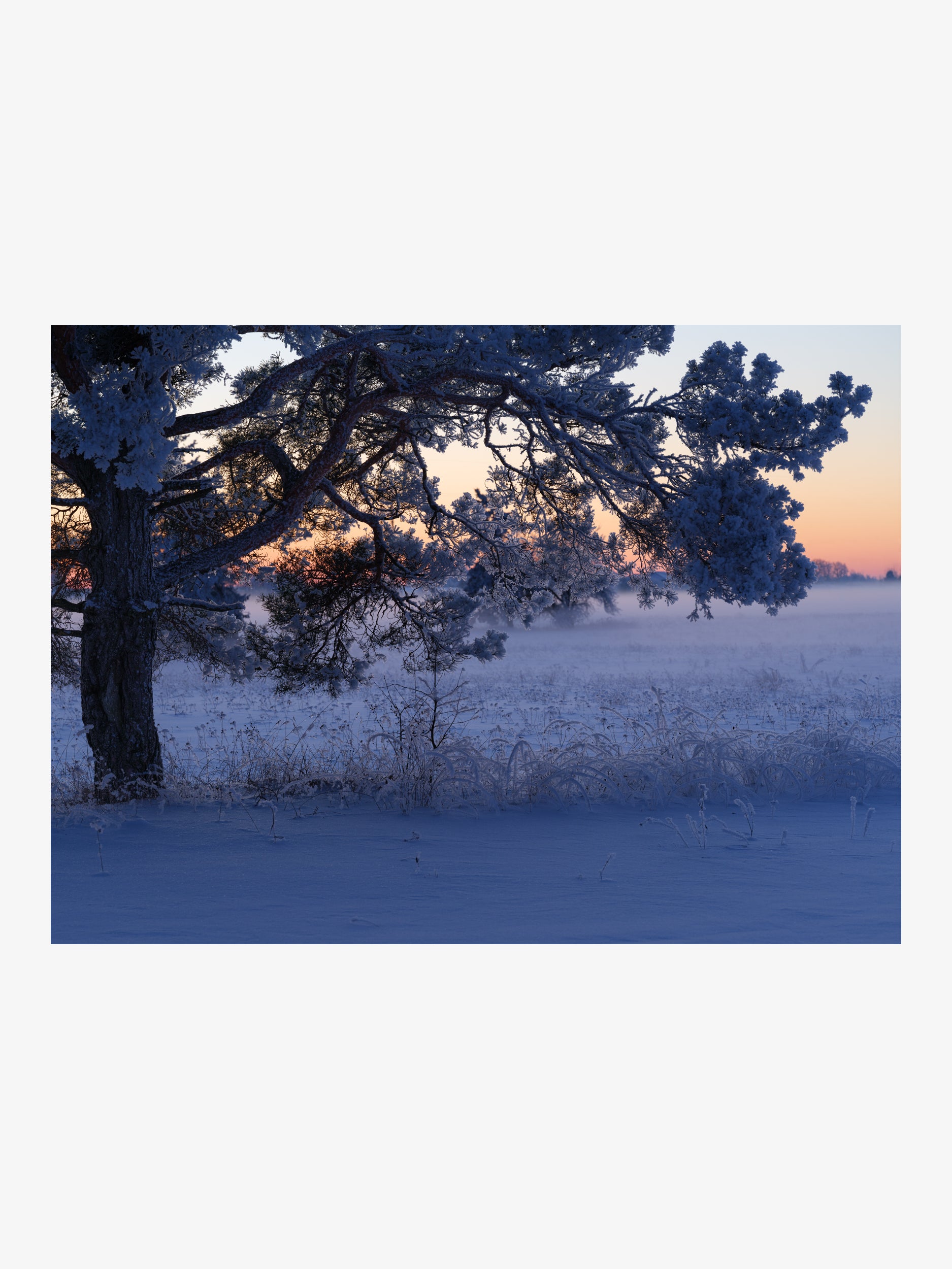 Frost-Covered Pine Over a Foggy Field at Sunset