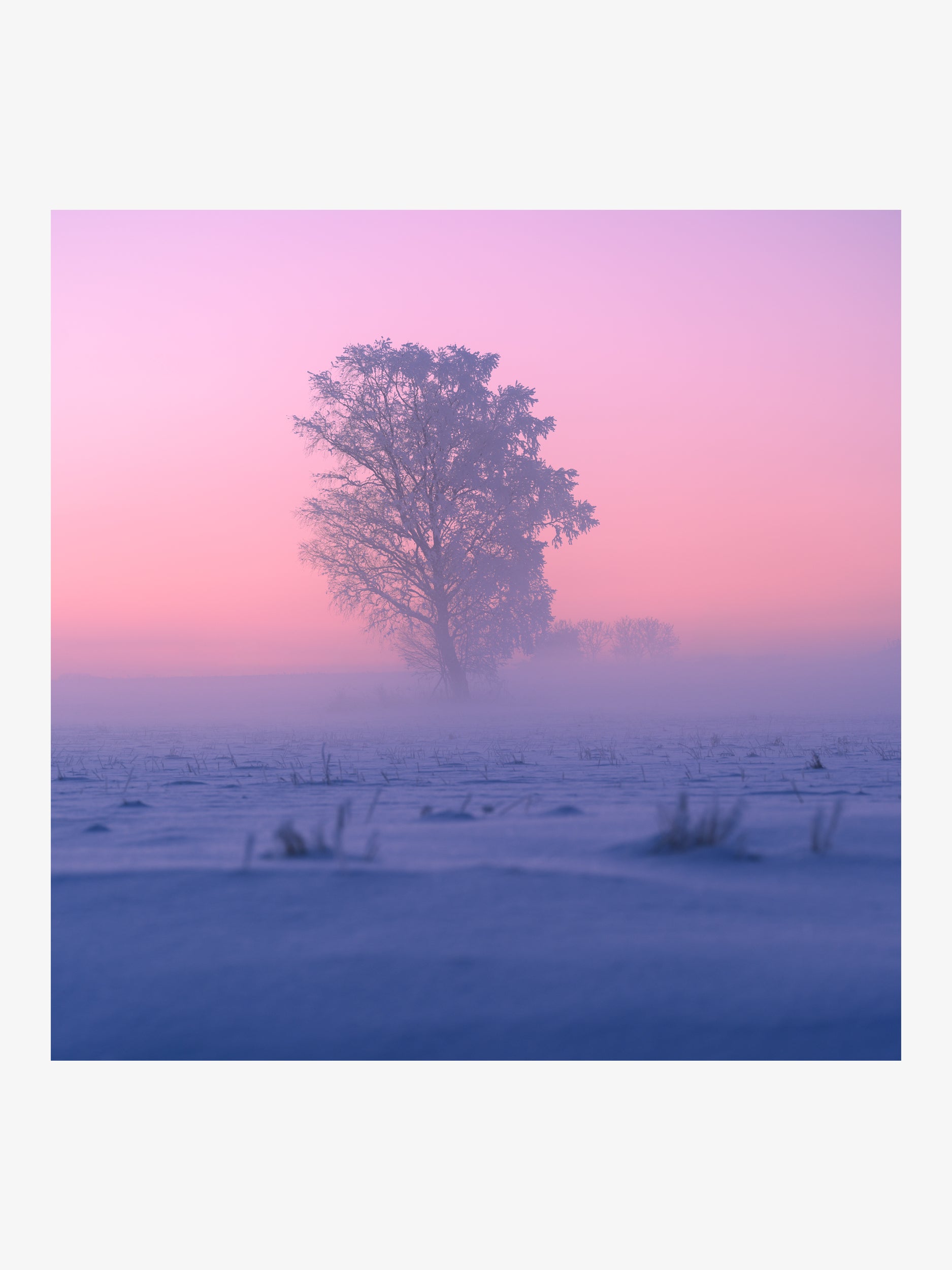 Frost-Covered Tree in Fog at Pink Sunset – Square Wall Art