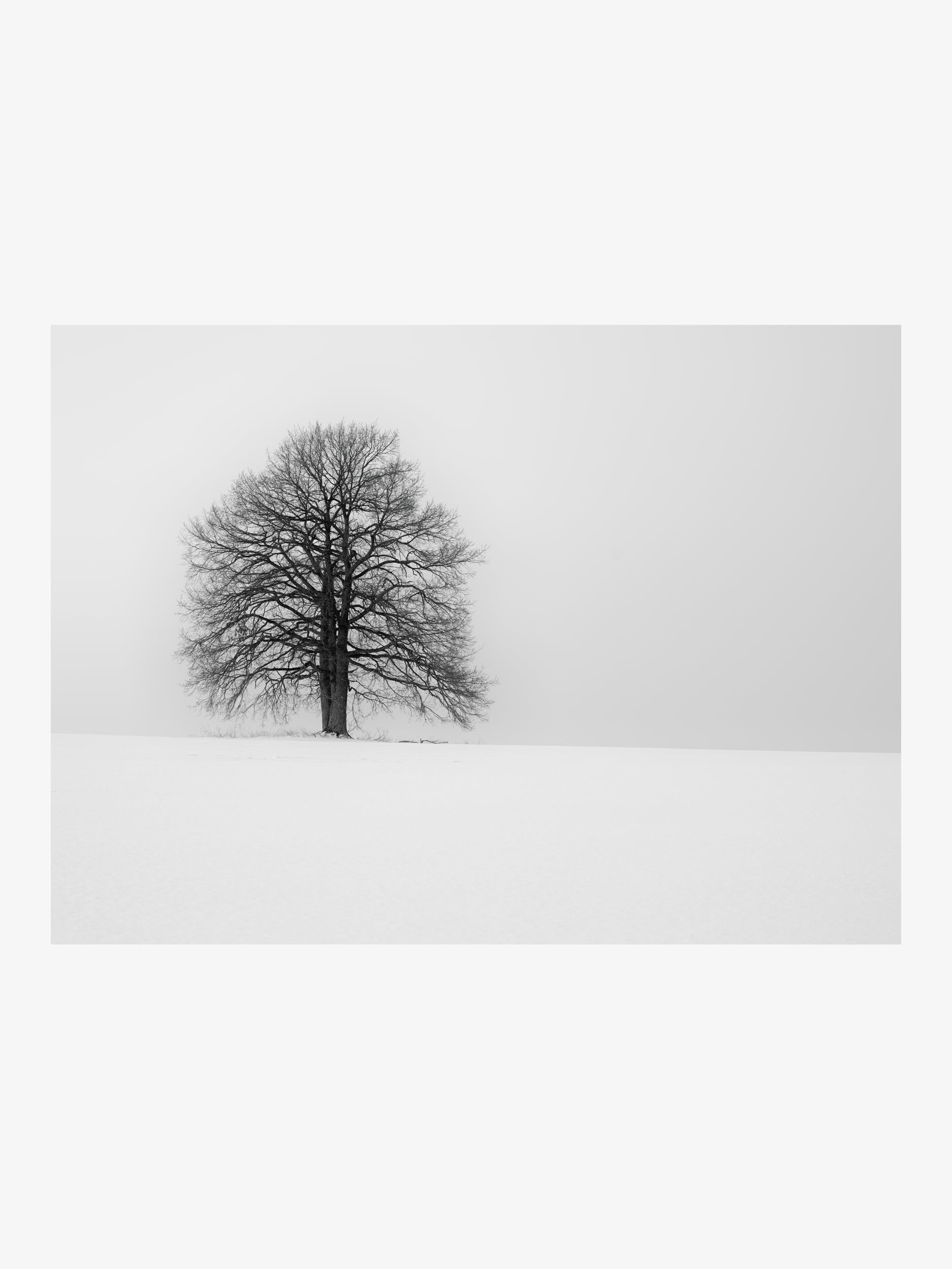 Lone Tree in a Snowy Field – Ultimate Minimalist Fine Art Print