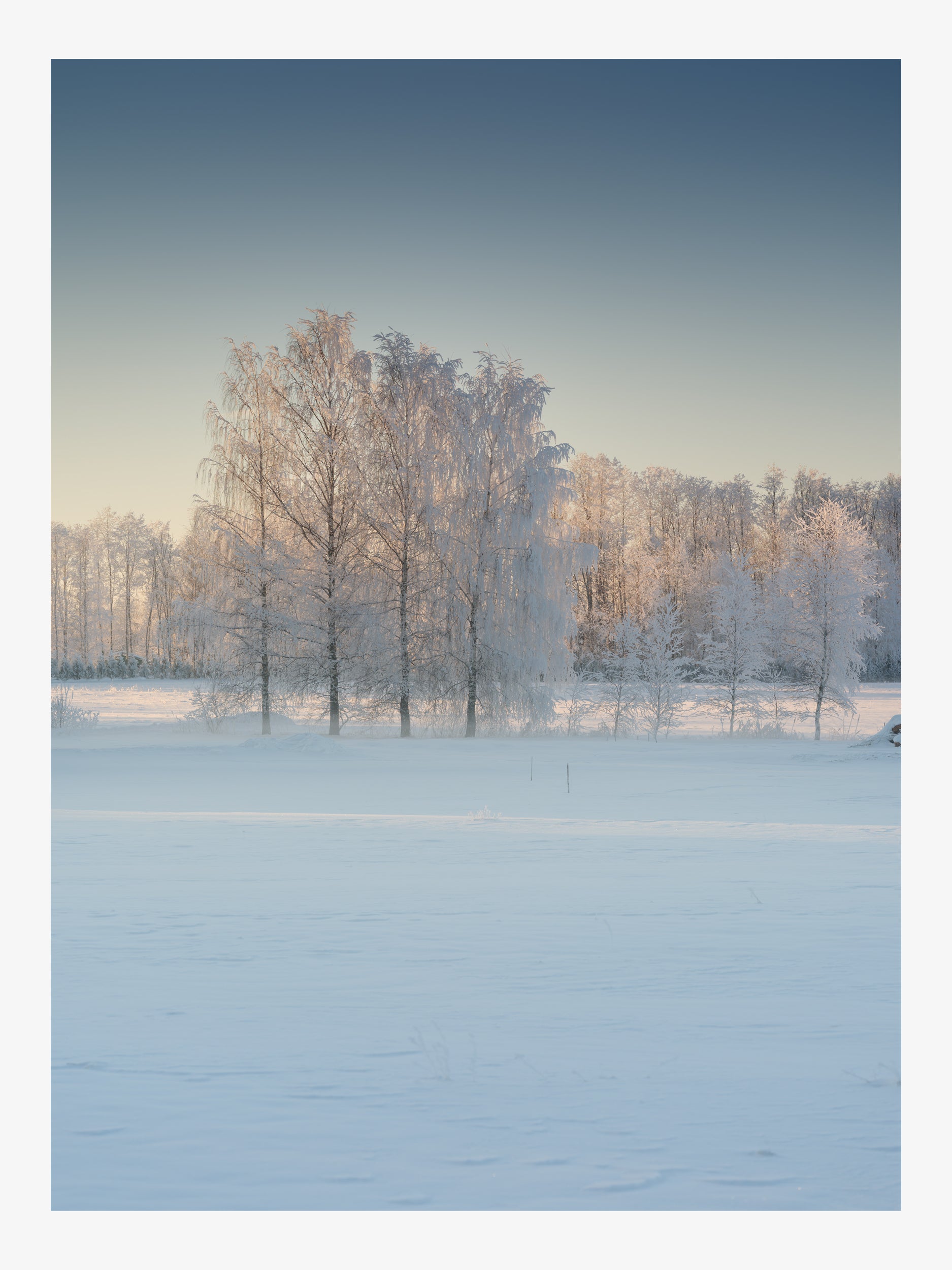 Snow-Covered Birches on a Frosty Day