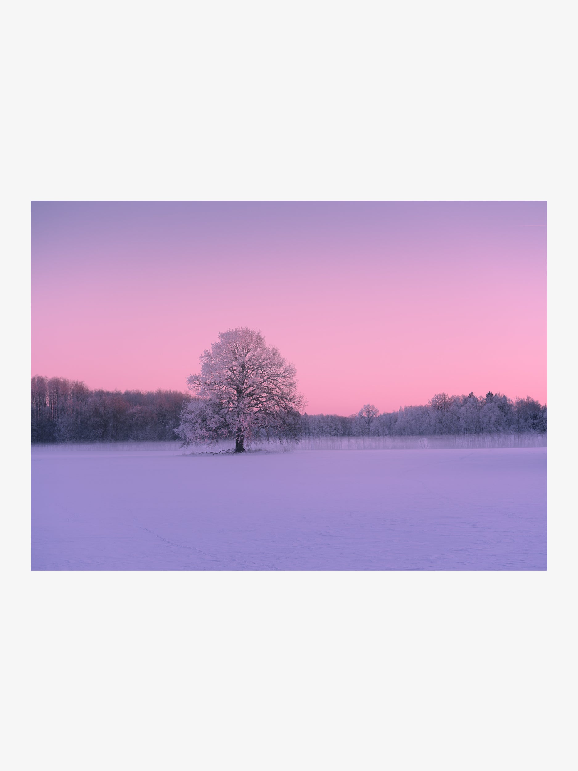 Solitary Tree in a Pink Winter Field
