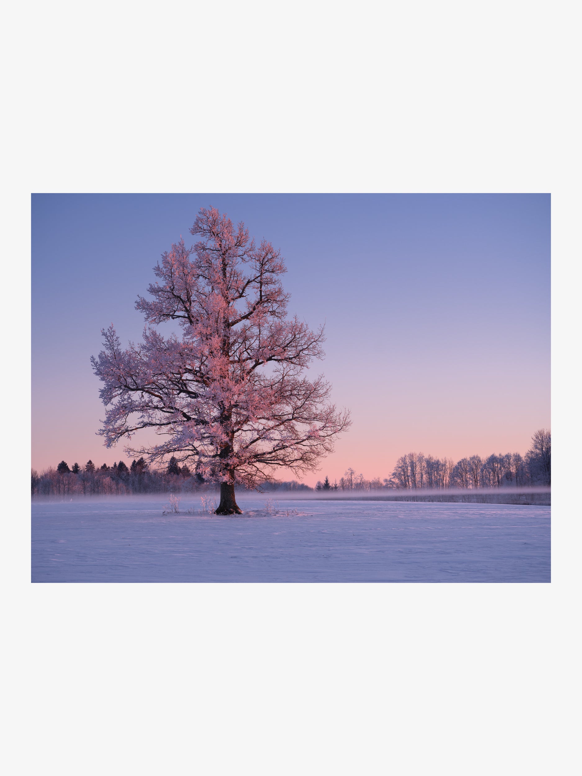 Large Oak in Pink Hoarfrost at Sunset